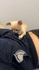 Chihuahua puppy spotted in Sofia apartment overlooking city