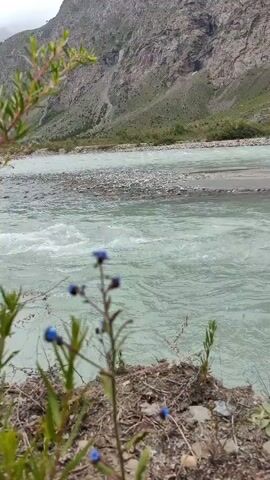 A river flows rapidly through a mountainous landscape. The water is a milky blue-grey color, with white foam indicating the swift current. The riverbed is lined with pebbles and stones. In the foreground, a few small plants with blue flowers grow on the riverbank. The background is dominated by a large, steep mountain with rocky slopes and patches of greenery. The sky is overcast, with clouds obscuring the peaks of the mountains. The camera is positioned low to the ground, close to the riverbank, and pans slowly to the right, offering a view of the expansive natural scenery. There are no people or man-made objects visible in the frame.