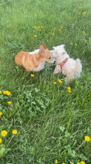 Two dogs observed relaxing in grassy field in Samara