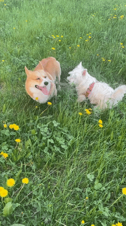 Two dogs observed relaxing in grassy field in Samara