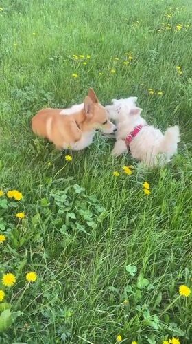 Two dogs observed relaxing in grassy field in Samara