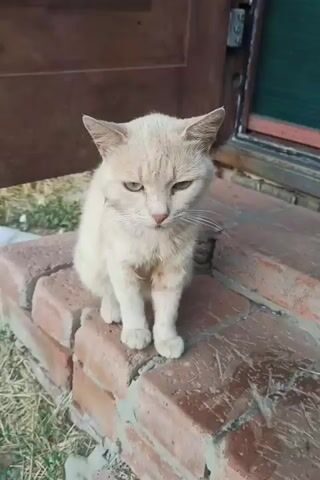 A light-colored cat sits on a brick ledge in front of a brown door. The cat is facing the camera with its ears pointed forward. The cat's eyes are partially closed. The cat is sitting upright with its front paws together. The cat appears to be in good health. The background is blurred and consists of dried grass and leaves.