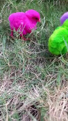The video shows several baby chicks on a grassy area. The chicks are dyed in bright colors: pink, green, and purple. One green chick is in the foreground, facing left. Behind it, a pink chick is partially visible, and further back, a purple chick and another pink chick are seen. The chicks appear to be moving around in the grass.