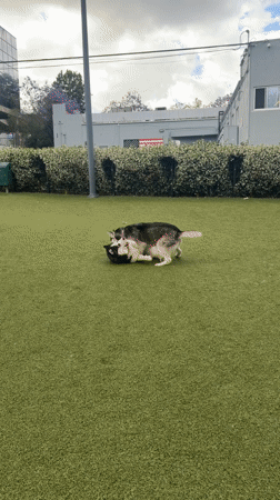 Dogs Play at West Hollywood Park Late Sunday Night