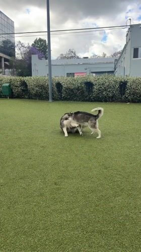 Dogs Play at West Hollywood Park Late Sunday Night