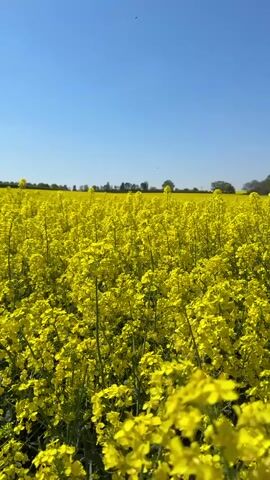The camera looks out over a field of bright yellow rapeseed flowers under a clear blue sky. The flowers stretch out to the horizon, broken only by a line of trees and some buildings. The flowers in the foreground are in sharp focus, while those in the distance are slightly blurred. The sun is shining, creating a bright and cheerful scene. There are no people, animals, or sounds visible in the video.