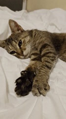 Quiet evening moments: kitten and fireplace in Bulgarian home
