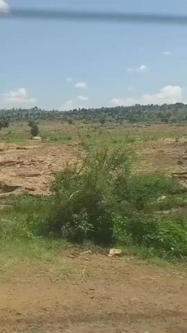 The video captures a landscape view from a moving vehicle. The foreground shows a dirt road, followed by green grass and bushes. Beyond that, the terrain transitions to a rocky, uneven area with scattered vegetation. In the distance, rolling hills covered with trees form the horizon, under a bright blue sky with scattered white clouds. The overall impression is of a dry, semi-arid environment.