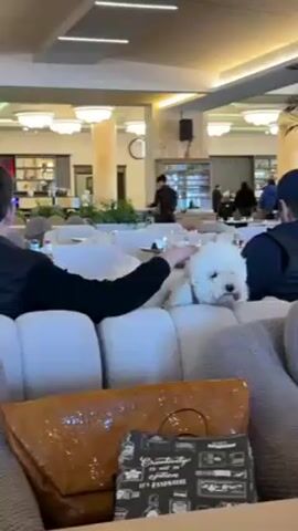 The video shows a white, curly-haired dog sitting on a cushioned sofa in what appears to be a hotel lobby or lounge area. A person wearing a black shirt is petting the dog, while another person in a black cap sits nearby. There are other people scattered around the room, seated at tables, and a person in uniform working behind a bar area in the background. The room has high ceilings, decorative lighting, and a clock on the wall. A bag with writing on it is visible on the sofa. The camera slowly pans upwards and to the right.