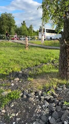 A dog on a leash barks at a person speaking on a cell phone. The person holding the leash is wearing a dress. A man walks away from them on a sidewalk. There is a bus in the background. A cat walks through rubble and grass.