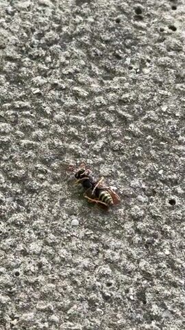 The video shows a close-up view of a dead wasp lying on a textured, gray surface, likely concrete. An ant is visible near the wasp's head, appearing to interact with the deceased insect. The wasp is black and yellow with visible stripes. The surface has small pebbles and indentations. The lighting suggests an outdoor environment, possibly during the day.