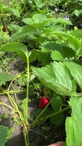 The video shows a person's hands picking ripe strawberries from a strawberry patch. The leaves of the strawberry plants are lush and green, and the soil is visible beneath them. The person is wearing a ring on their left hand. The lighting suggests it is daytime and possibly outdoors. The video is shot from a close-up perspective, focusing on the strawberries and the act of picking them.