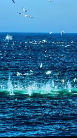 The video shows a flock of birds flying and diving into the ocean. The water is a vibrant blue, and the sky is a clear, light blue. Several birds are captured in mid-flight, their wings outstretched, while others are shown plunging into the water, creating splashes. Some birds are already in the water, swimming near the surface. The scene appears to be a natural wildlife setting.