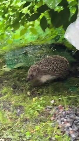A hedgehog is walking through wet grass and puddles. The hedgehog is small with quills and a pointed snout. It is sniffing the ground and appears to be foraging. The environment is lush and green, with leaves overhead and a green mesh fence in the background. The ground is muddy and wet, indicating recent rainfall. The video is filmed from a low angle, close to the ground.