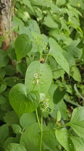 A close-up shot captures a plant with large green leaves and small white flowers. A bee is visible flying in the upper right quadrant of the screen, slightly out of focus, appearing to approach the plant. The background is filled with more foliage, creating a dense, natural environment. The lighting suggests an outdoor setting during the day.