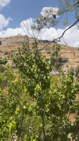 Post-fire landscape and daily life in Silikou, Cyprus