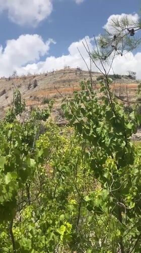 Post-fire landscape and daily life in Silikou, Cyprus