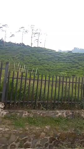 A handheld video shows a roadside view of a tea plantation on a hill. A wooden fence runs along the edge of the road, separating it from the plantation. Several trees are visible at the top of the hill, along with some communication towers. The road curves to the right, and there is some traffic, including motorcycles and cars. The sky is overcast.