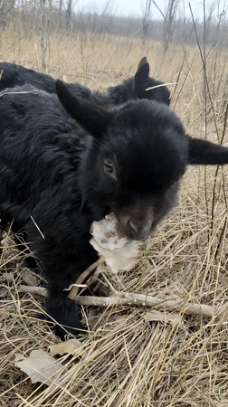 Goats grazing in dry grassland in Avdiivka, Ukraine