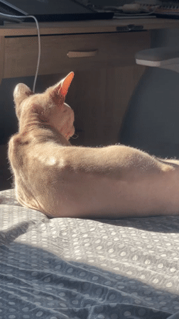 Sphynx cat soaking up morning sun on a patterned bed