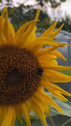 A close-up shot shows a bumblebee on a sunflower. A hand with a pink fingernail enters the frame from the left, reaching towards the bee, and then retracts. The background is blurred, showing greenery and a greenhouse.