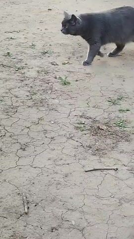 A medium shot follows a gray cat as it walks from right to left across cracked dry dirt. The cat is in profile and its tail is not visible. There are small green weeds scattered across the dirt and a few thin sticks. The cat looks towards the camera in the final frame.