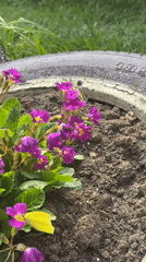 Rural family documents afternoon of yard work, butterflies in Rysai