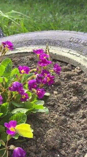 Rural family documents afternoon of yard work, butterflies in Rysai