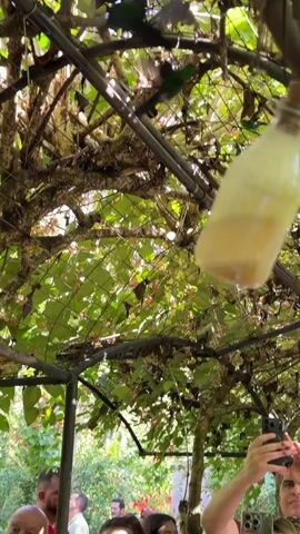 In this footage, we see a close-up view of a hummingbird feeder hanging from a tree branch amidst lush greenery. The feeder itself is a glass bottle filled with a yellowish liquid, likely nectar, and stoppered with a cork. A hummingbird is visible in the background, poised in mid-air as it approaches the feeder. The scene is brightly lit, suggesting it's daytime, and the abundant foliage indicates an outdoor, possibly tropical, setting.

At the bottom of the frame, several people are partially visible, with one individual holding up a smartphone, presumably to capture the moment. Their presence suggests this might be a tourist attraction or a place where visitors can observe wildlife. The overall atmosphere seems one of gentle observation and appreciation for nature. The background is a blur of green leaves and dappled sunlight, with the sturdy branches of a tree dominating the right side of the frame. The camera is positioned slightly below the feeder, looking upwards. The footage captures a fleeting interaction between a hummingbird and its food source, framed by the natural environment and observed by humans.