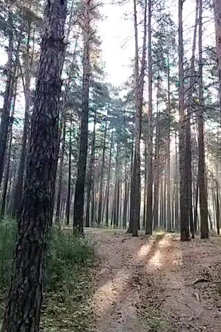 A first-person perspective video pans through a forest with tall trees, some with textured bark. A dirt path is visible, dappled with sunlight. The ground is covered in dry leaves, pine needles, and green vegetation. In some shots, small red berries are visible amongst the foliage.