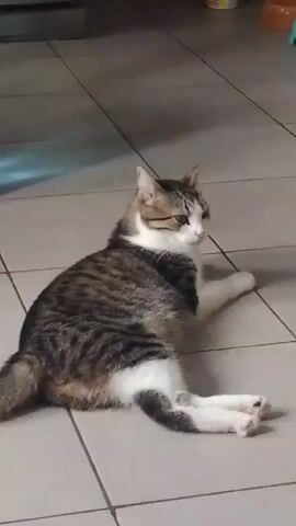 A tabby and white cat lies on a tiled floor, looking to the right. The cat's body is angled away from the camera, with its back to the viewer's left. Its tail is curled behind it. The cat's front right paw is extended. The background shows a kitchen with appliances and a blue light reflection on the wall.