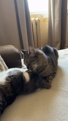 Peaceful pets captured lounging indoors during Sofia morning