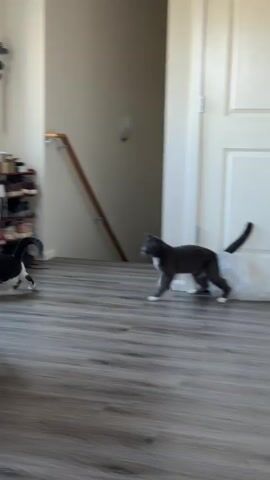 The video shows a grey cat walking across a wood-like floor. In the background, there is a shoe rack filled with shoes, a staircase with a handrail, and a white door. The camera then pans to a table with various items on it, including bags and a cup. Another shot shows a brown leather chair and a plush toy on the floor, along with a slipper. Finally, the cat is seen near some cardboard boxes and a cat scratching post. The environment appears to be indoors, possibly a home.