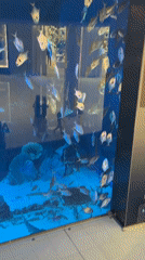 Large aquarium display documented at Dubai shopping mall