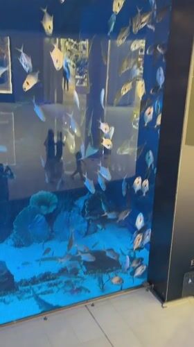 Large aquarium display documented at Dubai shopping mall