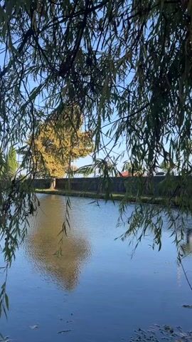 The video captures a view through the branches of a weeping willow tree, which hangs over a body of water. The water reflects the sky and the surrounding scenery. In the background, a low wall or embankment runs along the edge of the water, and beyond that, a road is visible. A white car drives past on the road. The sky is blue and clear. Some leaves are scattered on the surface of the water. The overall impression is of a tranquil natural setting.