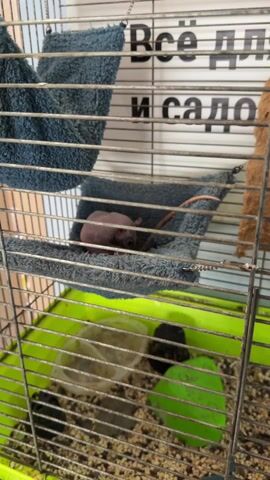 The video shows a hairless rat sitting on a blue cloth hammock inside a wire cage. The rat is pinkish-purple in color and has a long, thin tail. The cage has a green plastic bottom and contains food and water dishes. The background includes a sign with Russian text. The rat is standing on all fours and appears to be looking around.