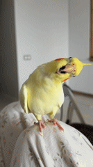 Cockatiel enjoys some quiet indoor time in Krasnoyarsk
