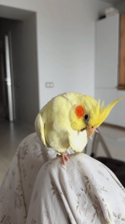 Cockatiel enjoys some quiet indoor time in Krasnoyarsk