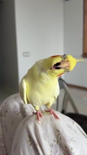 Cockatiel enjoys some quiet indoor time in Krasnoyarsk
