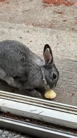 A grey rabbit is on a concrete surface near a white frame. The rabbit is holding a piece of yellow fruit, possibly an apple, in its mouth and eating it. The rabbit's ears are perked up. There are dried leaves and small red objects on the concrete surface in the background.