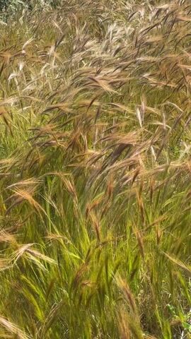 The video shows a field of tall grass, primarily green at the base and transitioning to tan and brown near the top. The grass is swaying in the wind, creating a rippling effect. The scene is lit by sunlight, with some areas appearing brighter than others.