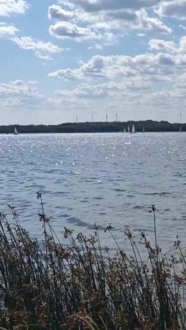 A wide shot captures a tranquil lake under a bright, partly cloudy sky. The sun glints off the water's surface, creating a shimmering effect. In the distance, a tree-lined shore is visible, punctuated by several tall wind turbines. A few sailboats are scattered across the water, their sails catching the breeze. In the foreground, tall, dry reeds or grasses sway gently, framing the lower edge of the scene. The overall impression is one of natural beauty and peaceful activity on a sunny day.