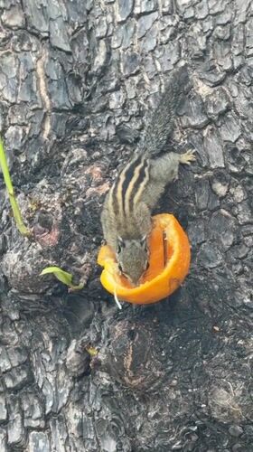 Squirrel feeds on orange slices in Nha Trang