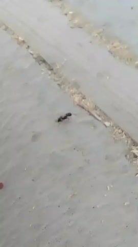 A black ant is walking on a wooden surface. The ant is seen from a top-down perspective. The wooden surface is light brown and has grain lines. There are wood shavings scattered on the surface. The background is a gray, textured surface. The ant is moving from left to right across the frame.