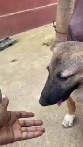A person’s hand reaches out to a medium sized dog with its tongue hanging out. The dog is tan with a dark grey head, nose, and ears. The dog pants with its eyes mostly shut while the person pets the dog’s face. The dog is standing on a concrete surface outdoors. A tire is on the ground to the left and a tree trunk is behind the dog. A section of the wall is red.