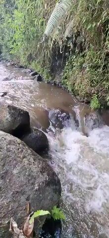A first-person perspective video shows a rocky stream flowing through a lush green environment. Large grey rocks are visible in the foreground, with the stream cascading over smaller rocks and creating white foam. The water appears to be muddy brown. Dense foliage and tall grass line the banks of the stream, suggesting a natural, outdoor setting. The sunlight filters through the greenery, creating dappled lighting. The video captures the natural movement and sound of the water.