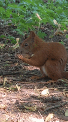 Warsaw park afternoon: squirrels, live music, and summer snacks