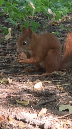 Warsaw park afternoon: squirrels, live music, and summer snacks