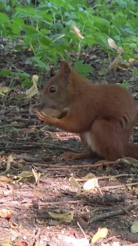 Warsaw park afternoon: squirrels, live music, and summer snacks
